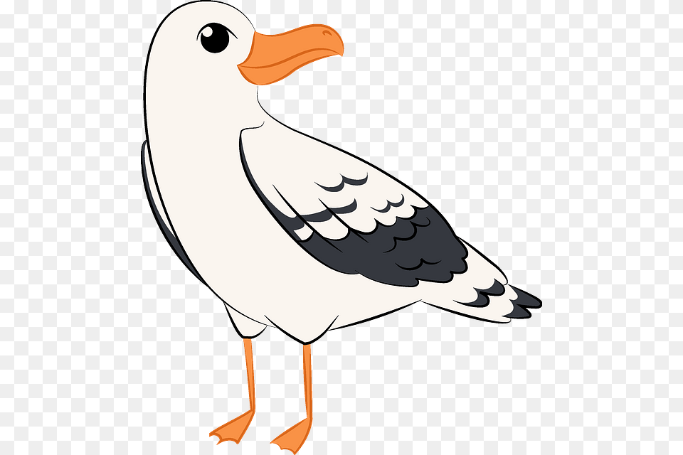 Clip Art, Animal, Beak, Bird, Seagull Png Image