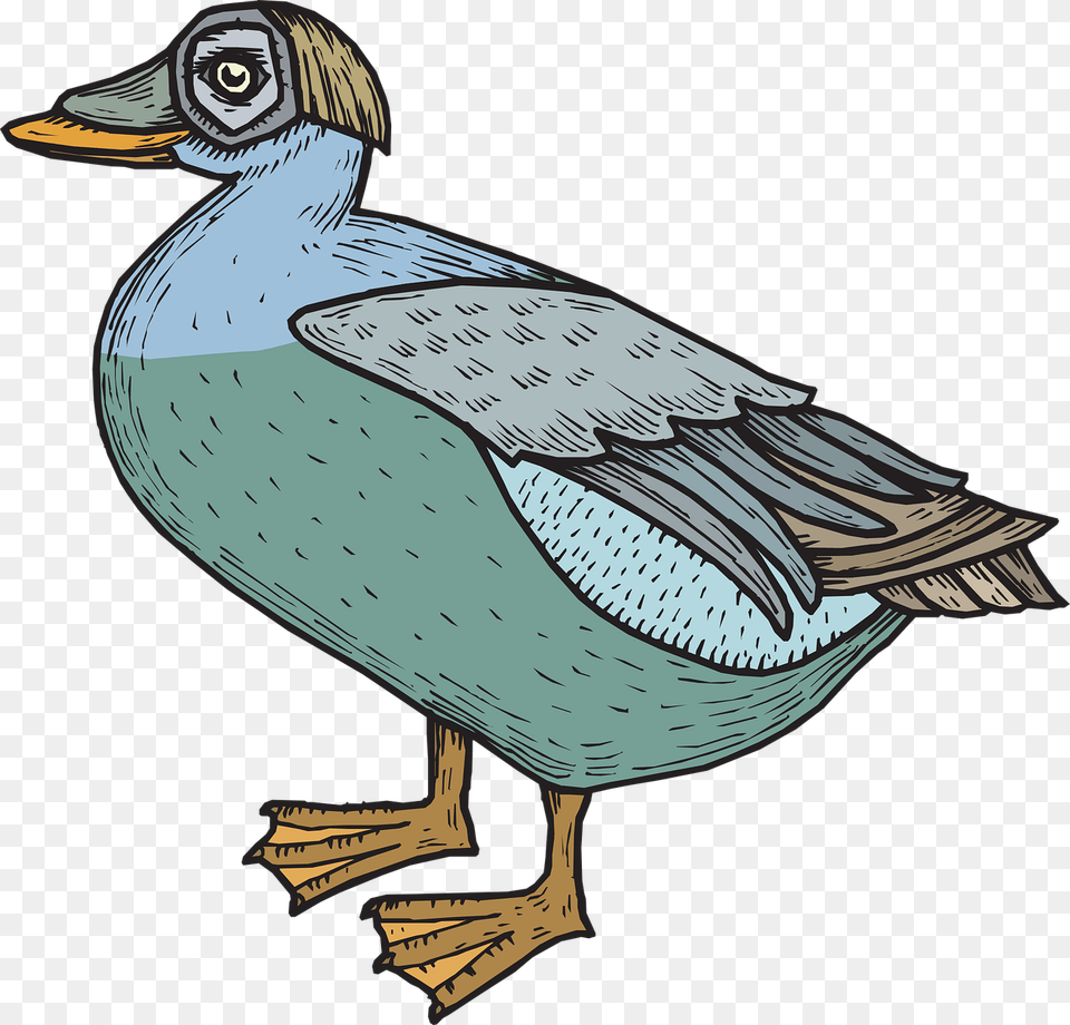 Clip Art, Animal, Anseriformes, Bird, Teal Png Image