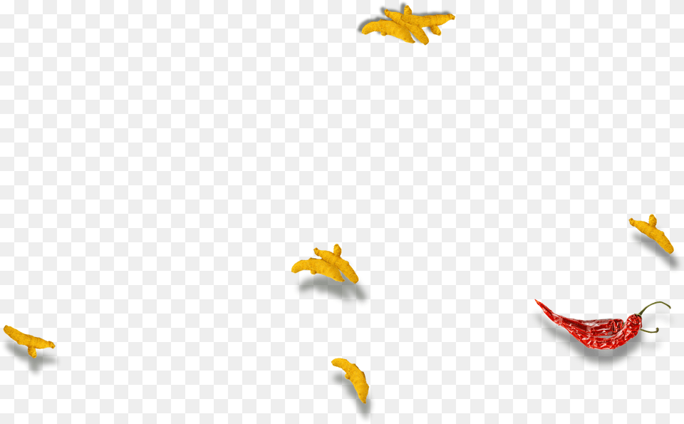 Clip Art, Animal, Bird, Flying, Leaf Png Image