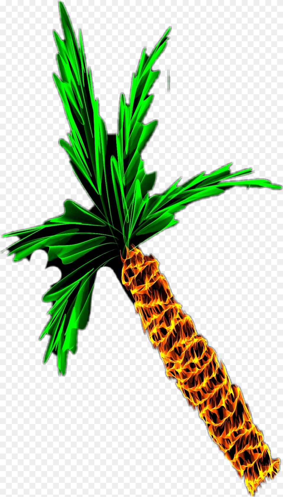 Clip Art, Conifer, Palm Tree, Plant, Tree Free Transparent Png