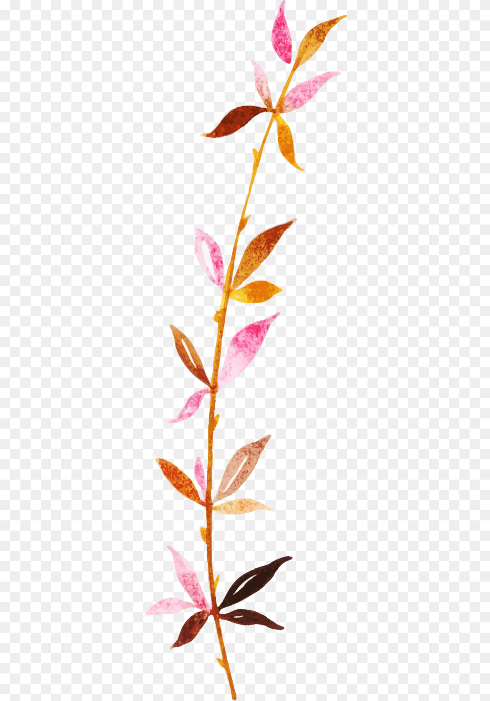 Clip Art, Acanthaceae, Flower, Leaf, Petal Png Image