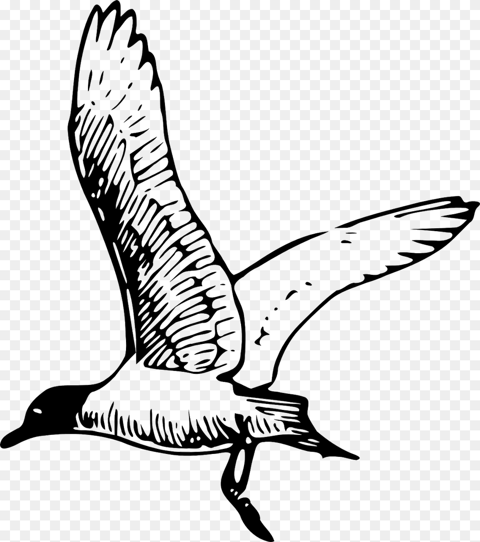 Clip Art, Animal, Bird, Flying Png Image