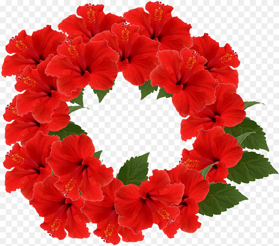 Clip Art, Flower, Plant, Hibiscus Png