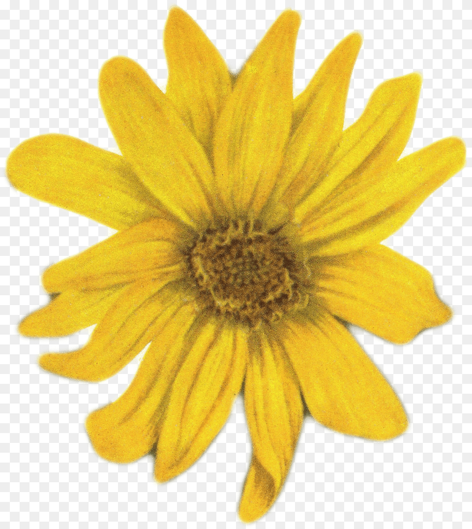 Clip Art, Daisy, Flower, Petal, Plant Free Png Download