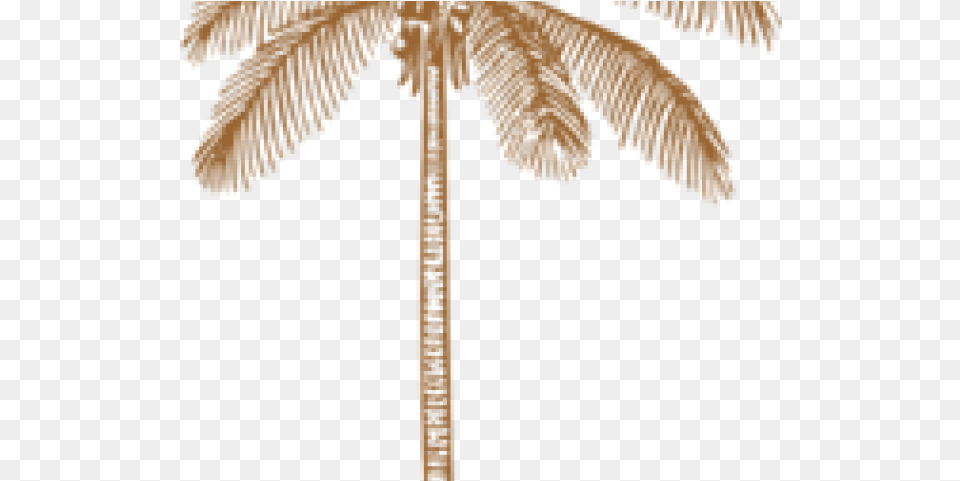 Clip Art, Palm Tree, Plant, Tree, Outdoors Free Transparent Png