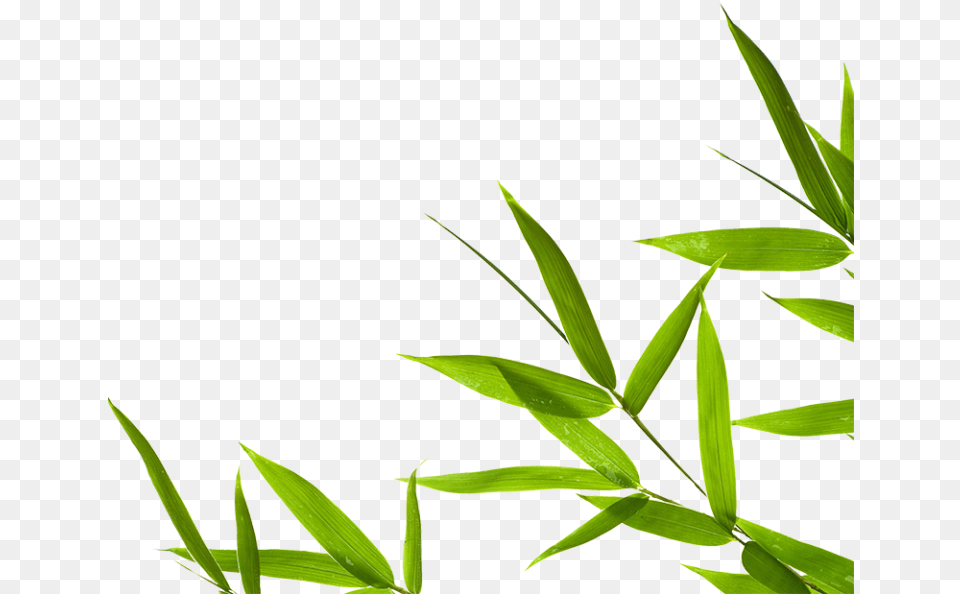 Clip Art, Leaf, Plant, Bamboo, Tree Free Png Download