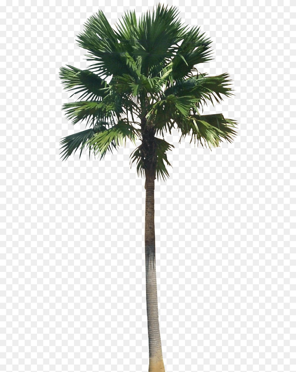 Clip Art A Collection Of Tropical Transparent Palm Tree, Palm Tree, Plant Png Image