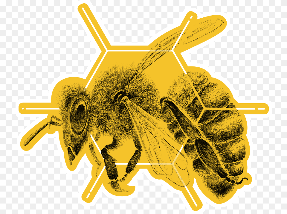 Clip Art Adesivo Hex Gono De Abelha Tattoo, Animal, Bee, Honey Bee, Insect Free Transparent Png