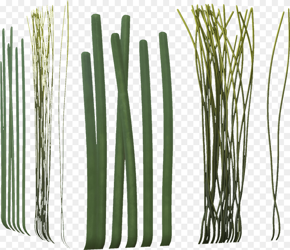 Clip Art Allium Fistulosum Bamboo Welsh Long Seaweed, Food, Produce, Leek, Plant Free Transparent Png