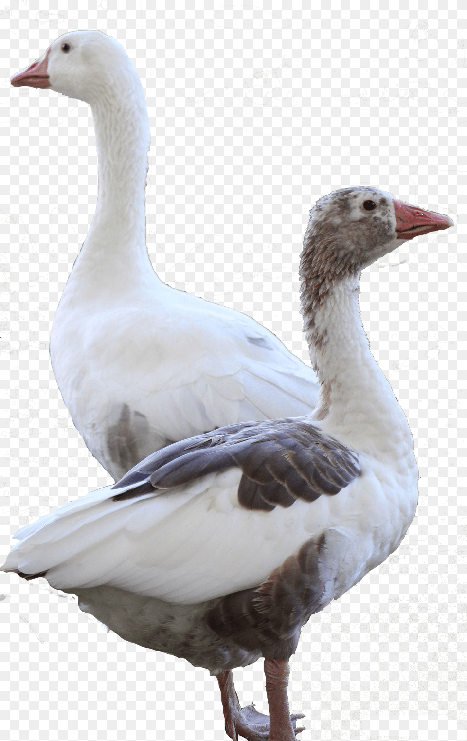 Clip Art American Buff Goose Snow Goose, Animal, Bird, Waterfowl, Anseriformes Png