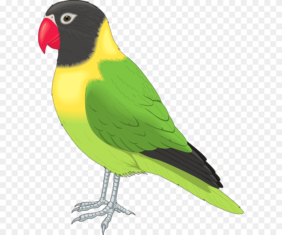 Clip Art Animals Pet Bird Clipart, Animal, Beak, Parakeet, Parrot Free Png Download