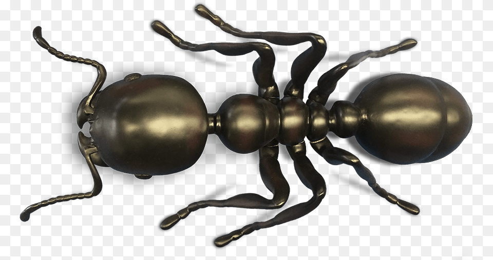 Clip Art Ant Pictures Carpenter Ant, Animal, Insect, Invertebrate, Spider Free Transparent Png