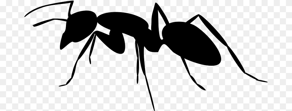 Clip Art Ant Silhouette, Gray Free Png