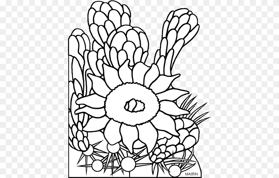 Clip Art Arizona Flower Clipart Flower Of A Saguaro Cactus Drawing, Pattern, Graphics, Floral Design, Daisy Free Png