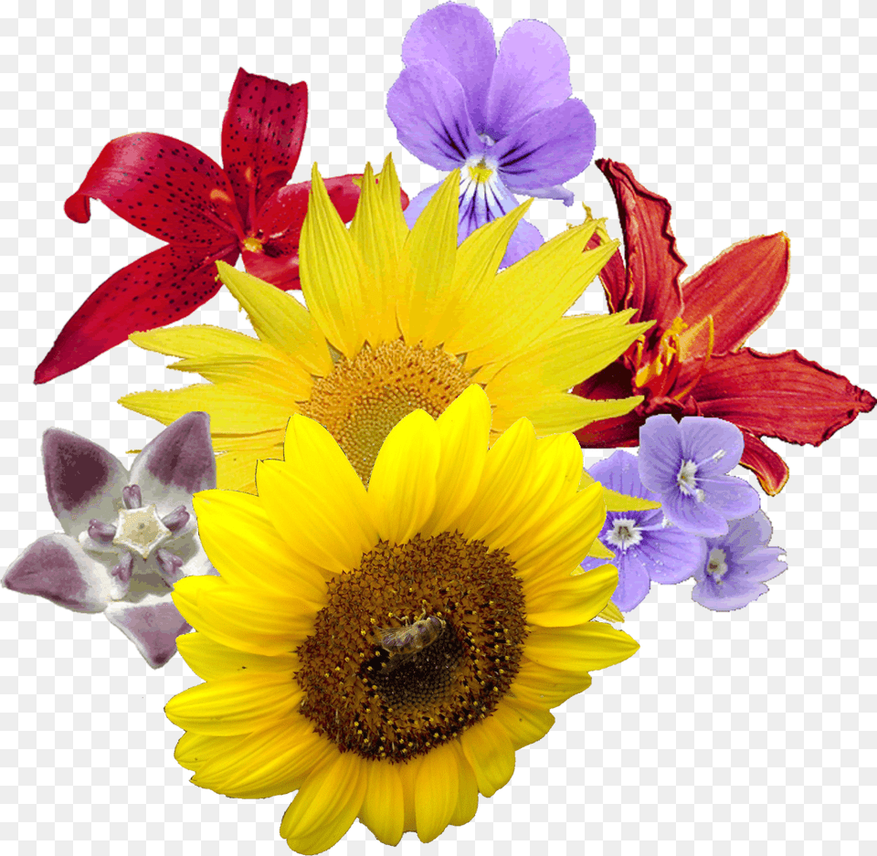 Clip Art Art Background Hd Flower Theme Kitty Party Games, Plant, Petal, Flower Arrangement, Flower Bouquet Png Image