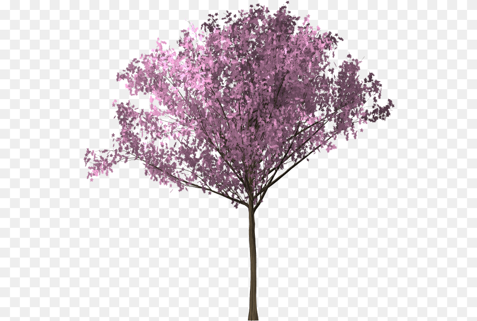 Clip Art Arvore Sakura Background Bunga Sakura, Flower, Plant, Purple, Cherry Blossom Free Transparent Png