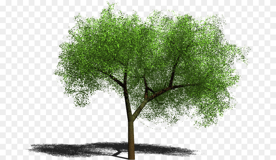 Clip Art Arvore Sombra Arvore Para Photoshop, Plant, Tree Trunk, Tree, Oak Free Png Download