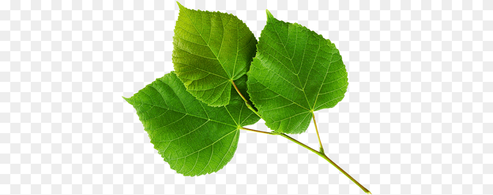 Clip Art Aspen Tree Background, Leaf, Plant, Oak, Sycamore Png Image