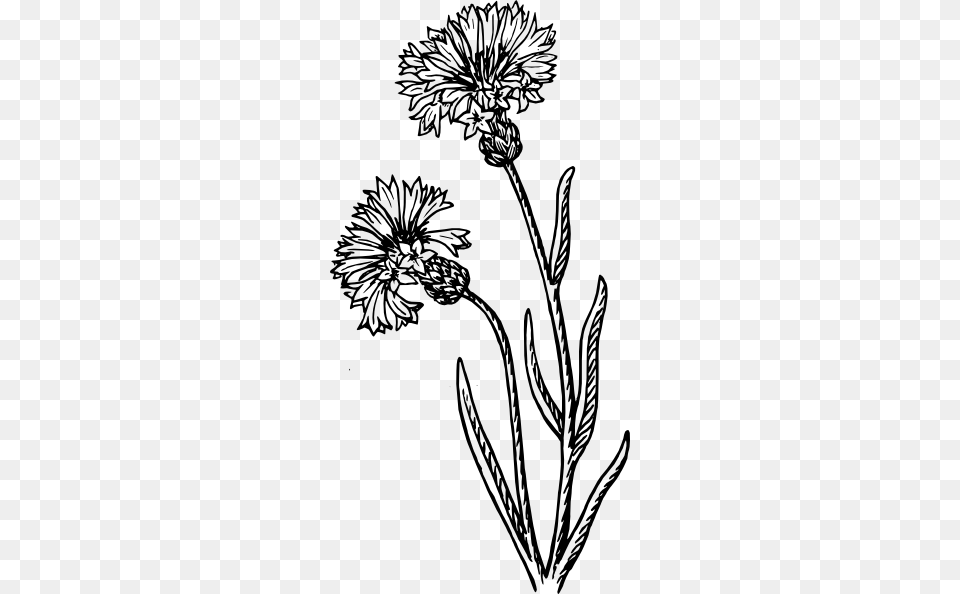 Clip Art At Clker Cornflower Black And White, Drawing, Flower, Plant, Stencil Free Png Download