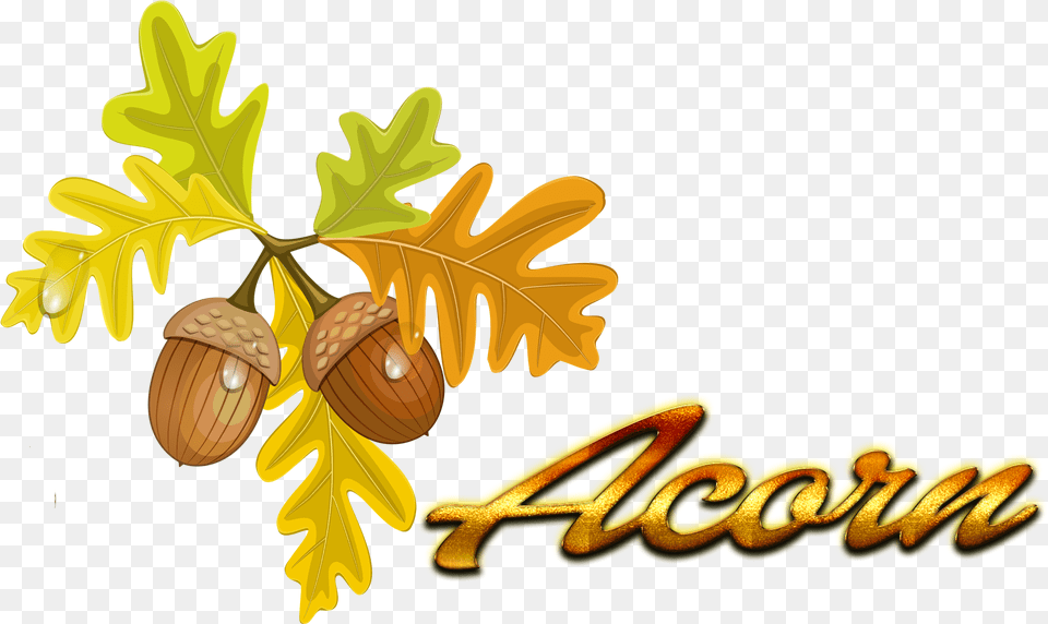 Clip Art Autumn Color Quercus Cerris, Food, Nut, Plant, Produce Png