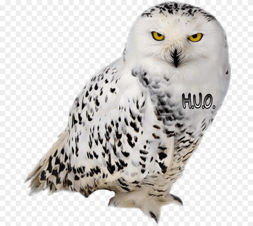 Clip Art Aves Imagenes Harry Potter Sova, Animal, Bird, Owl, Beak Png Image