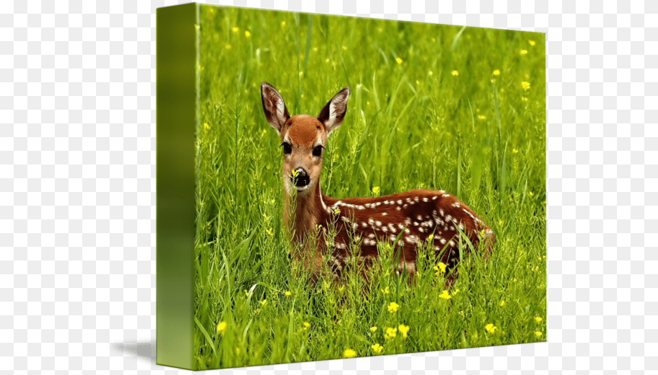 Clip Art Baby Deer Pic Natural Homes Of Wild Animals, Animal, Antelope, Mammal, Wildlife Free Png Download