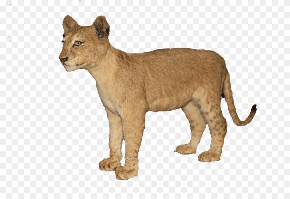 Clip Art Baby Lion Pic Baby Lion Transparent, Animal, Mammal, Wildlife Png Image