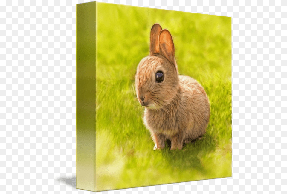 Clip Art Baby Rabbit By Silvio Domestic Rabbit, Animal, Mammal, Hare, Rodent Free Png Download