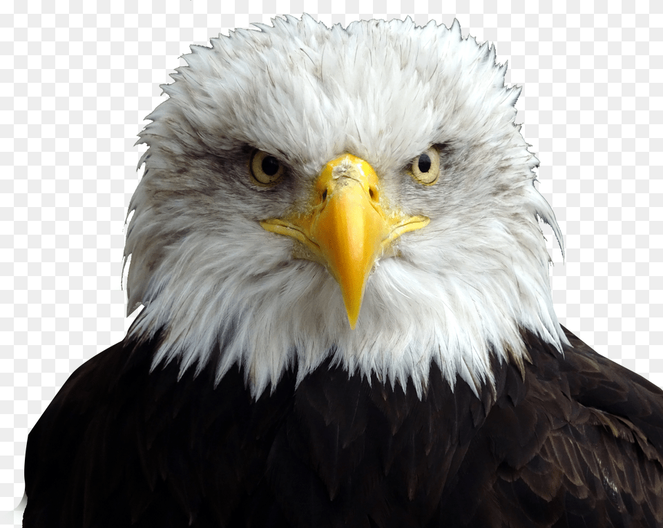 Clip Art Bald Eagle Head Bald Eagle Head Free Png Download