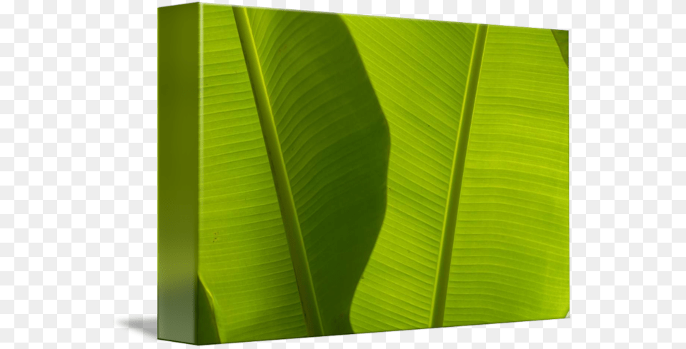 Clip Art Banana Leaves Detail By Ensete, Green, Leaf, Plant, Blackboard Free Transparent Png