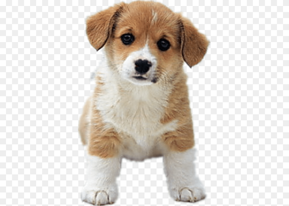 Clip Art Beagle Dalmatian Dog Siberian, Animal, Canine, Mammal, Pet Png Image