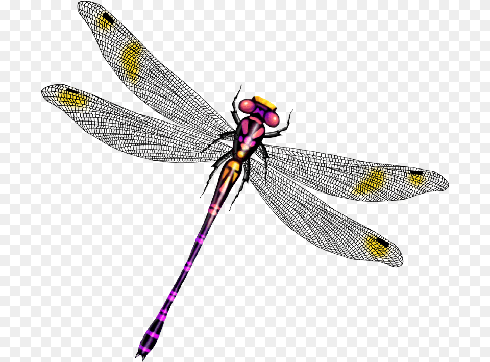 Clip Art Beautiful Wings Transprent, Insect, Animal, Bee, Wasp Png Image