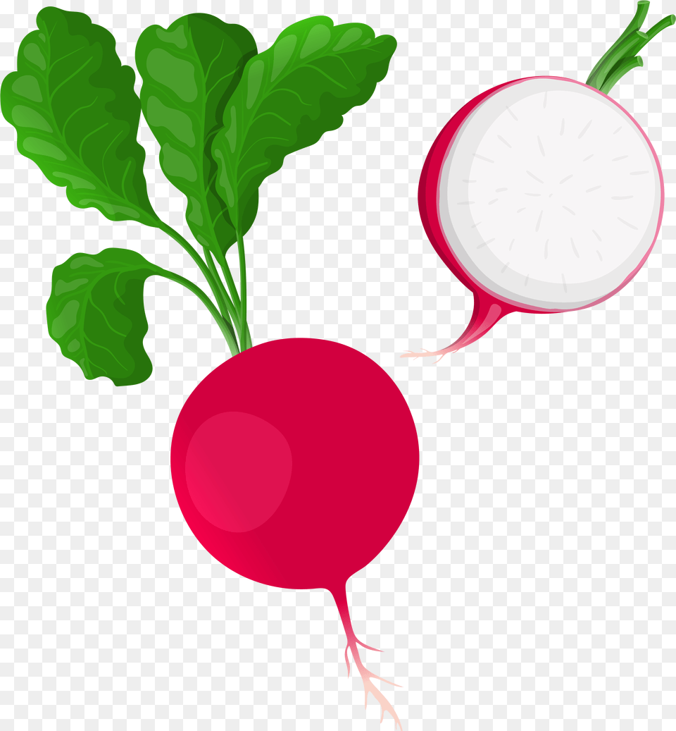 Clip Art Best Clipart Transparent Background Radish, Food, Plant, Produce, Vegetable Png