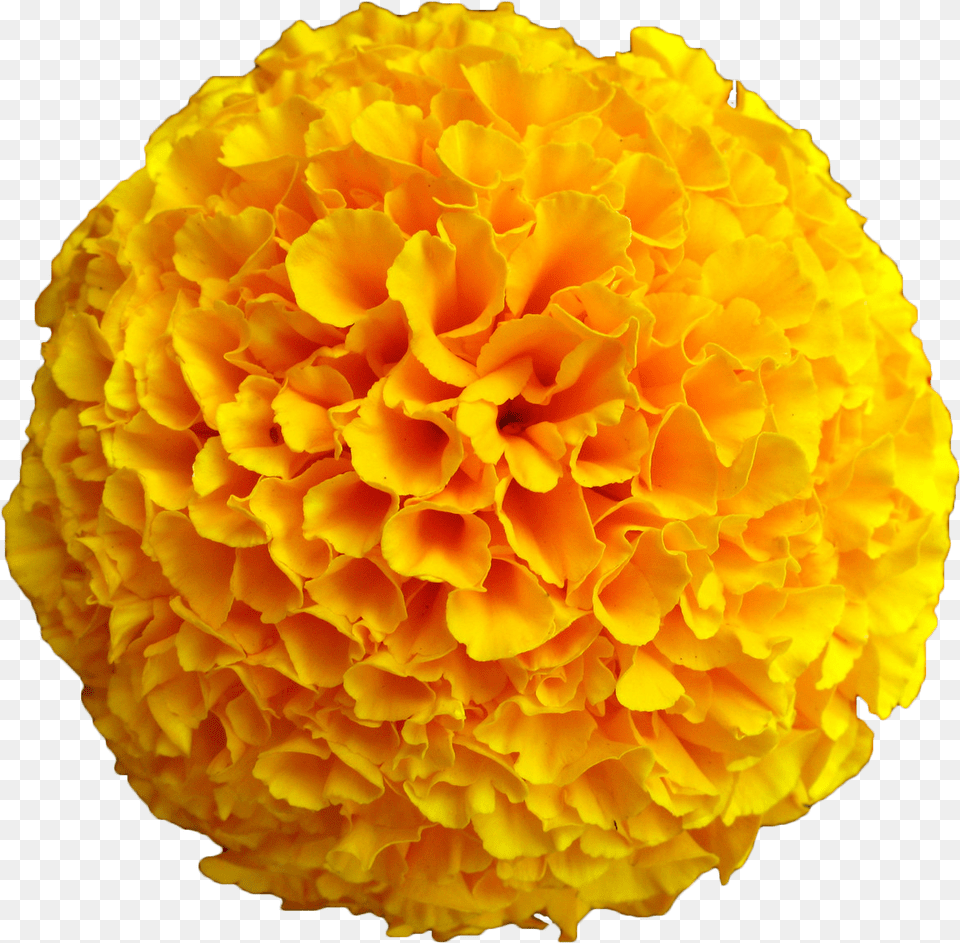 Clip Art Big Orange Flower, Carnation, Plant, Petal, Dahlia Free Transparent Png