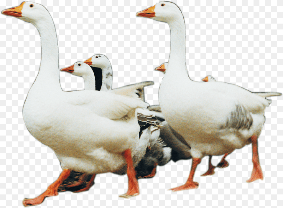 Clip Art Big White Duck, Animal, Bird, Goose, Waterfowl Free Transparent Png