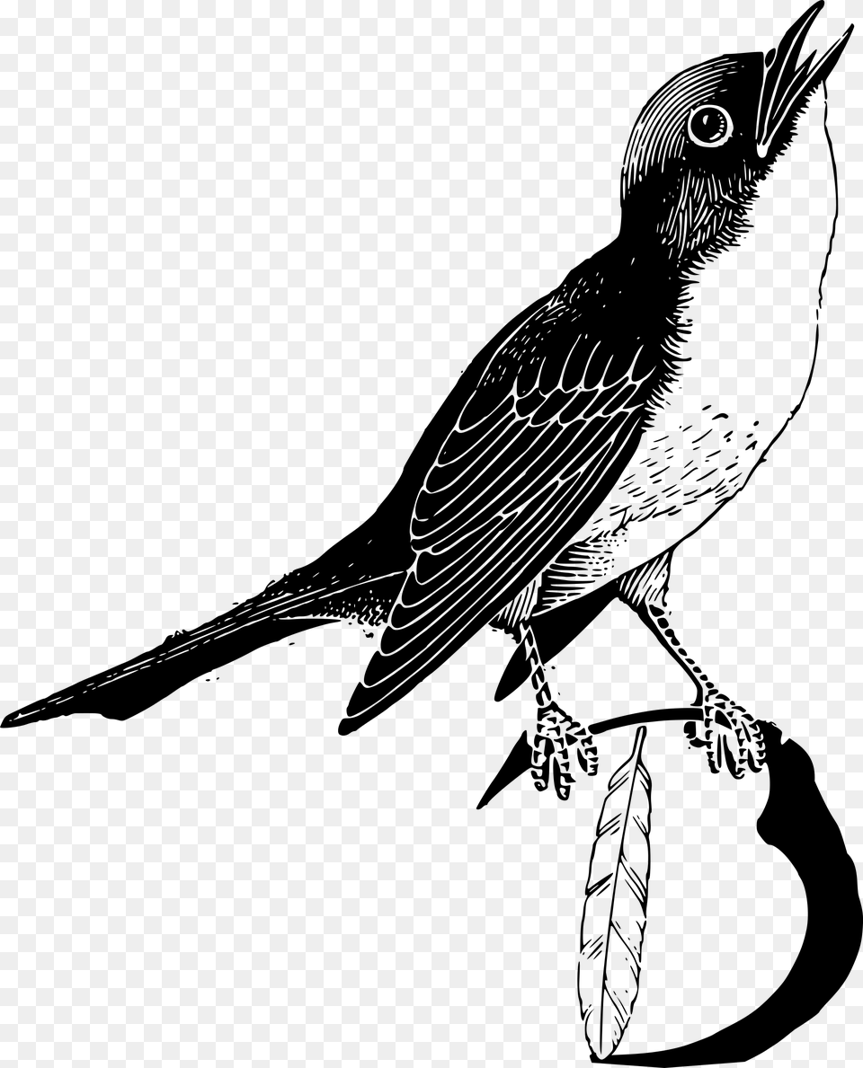 Clip Art Bird Big Bird With Feathers Clipart In Black And White, Gray Png Image