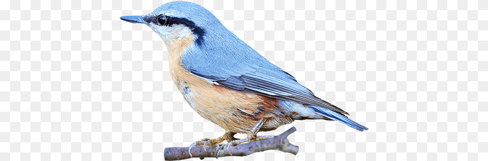 Clip Art Bird Gif Animated Gif Gif Bird A Transparent Background, Animal, Jay, Bluebird, Blue Jay Free Png Download