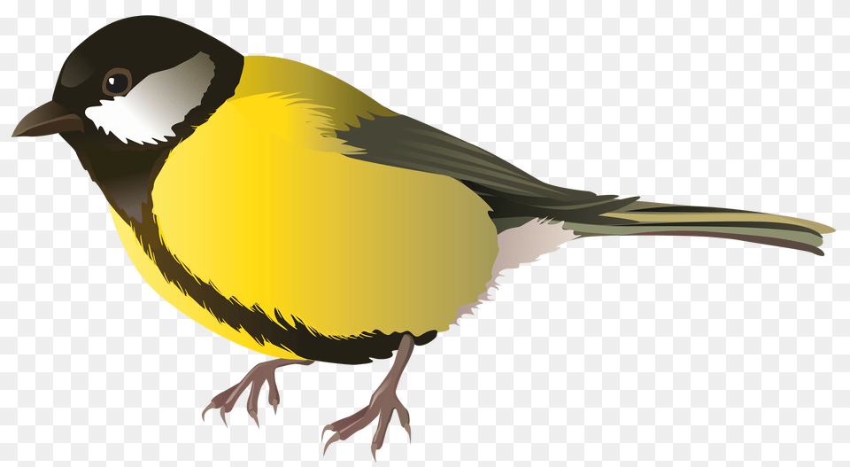 Clip Art Bird Pictures, Animal, Finch, Canary, Person Free Png Download