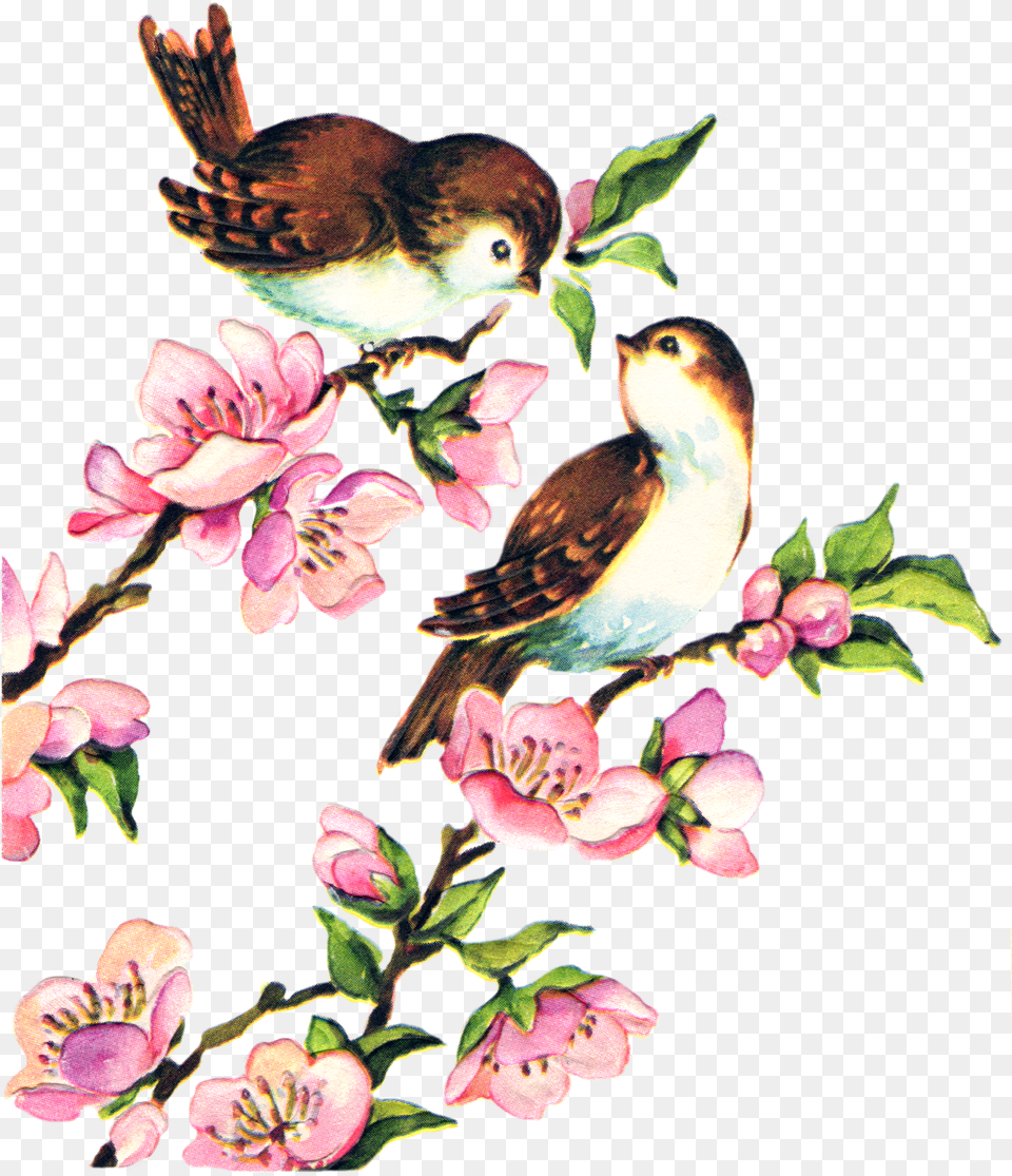 Clip Art Bird Vintage, Animal, Finch, Plant, Flower Png Image