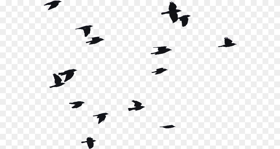 Clip Art Birds Flying Image Birds Flying Silhouette, Animal, Bird, People, Person Free Transparent Png