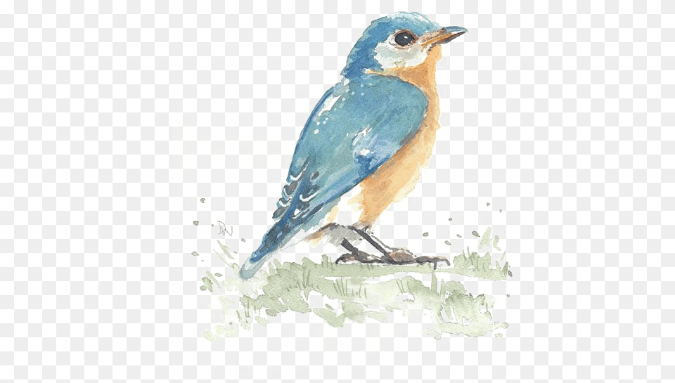 Clip Art Birds Painting Watercolor, Animal, Bird, Bluebird, Blue Jay Free Transparent Png