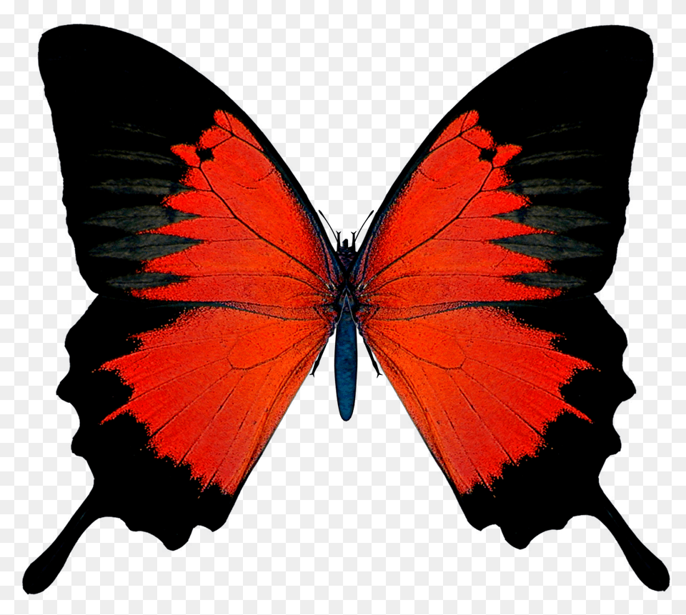 Clip Art Black And Red Butterfly Picture, Animal, Insect, Invertebrate, Person Png