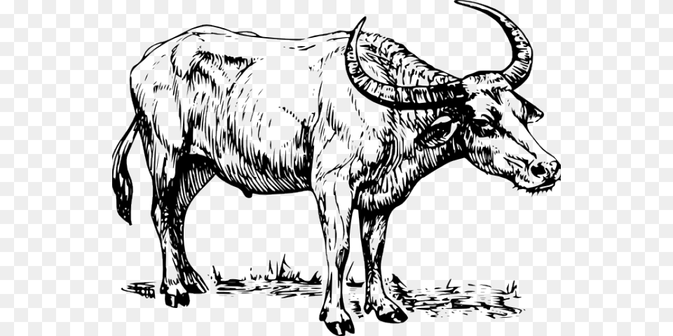 Clip Art Black And White Carabao, Animal, Bull, Mammal, Buffalo Free Transparent Png