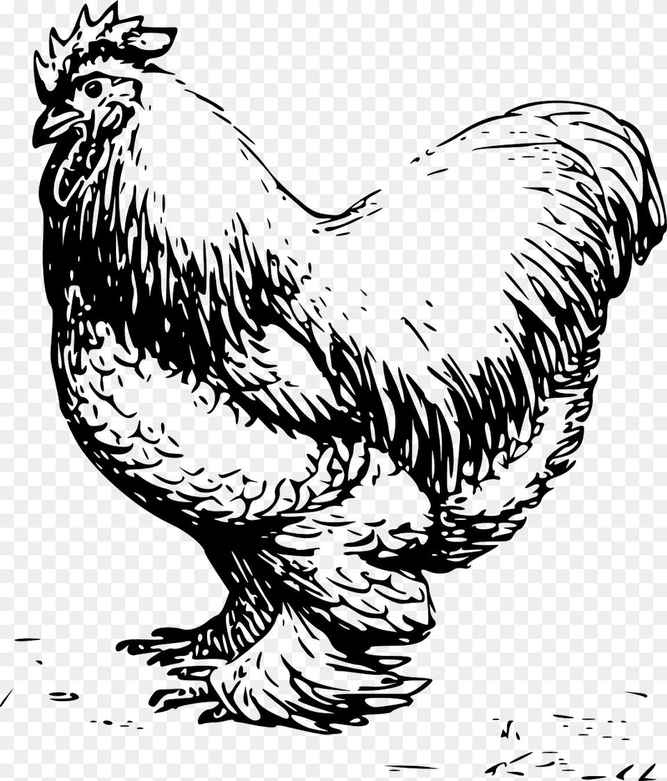 Clip Art Black And White Chicken, Gray Png Image