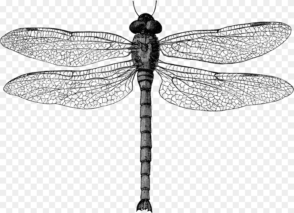 Clip Art Black And White Dragonfly Dragon Fly Illustration, Animal, Insect, Invertebrate Free Transparent Png