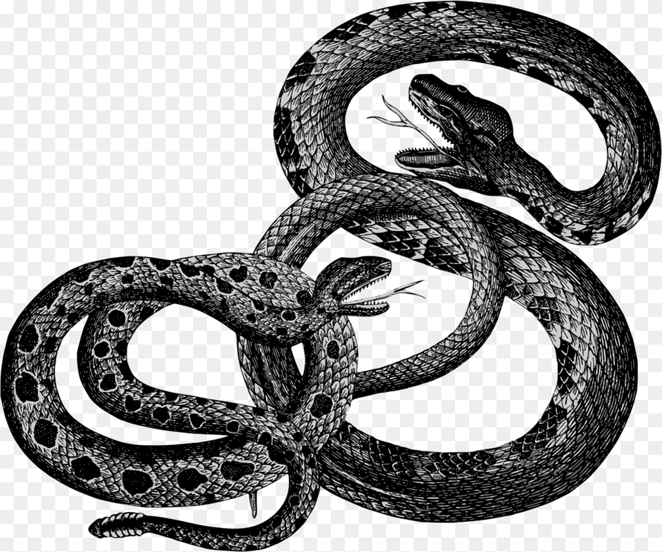 Clip Art Black And White Library Bergsig Guest Farm Vintage Snakes, Animal, Reptile, Snake Free Png Download