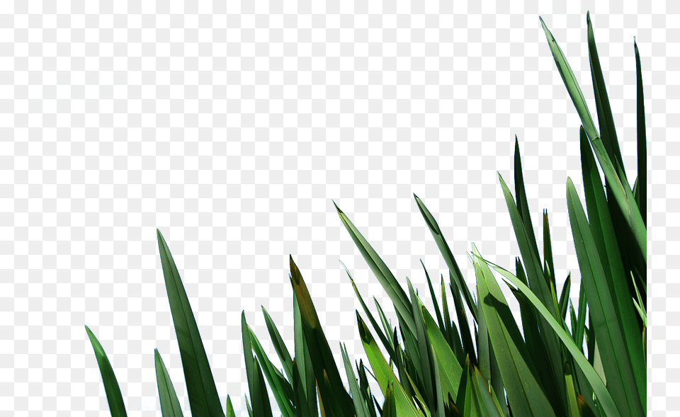 Clip Art Blades Of Grass Image Information Shah Alam, Green, Plant, Water, Aquatic Free Transparent Png