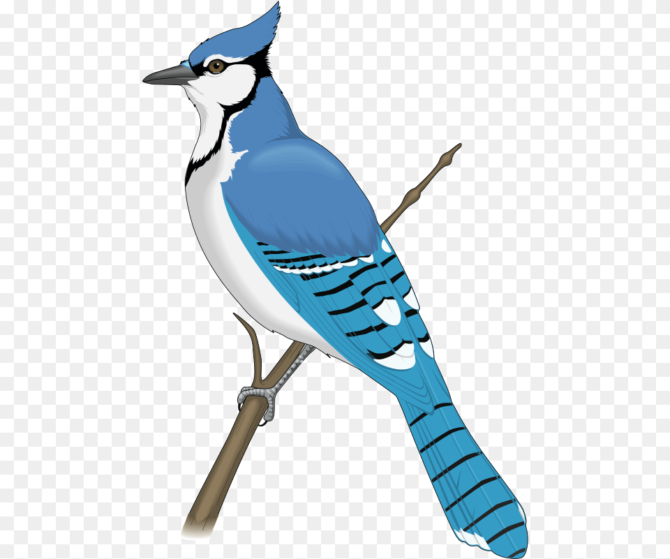 Clip Art Blue Jay Bird Clipart, Animal, Blue Jay, Bluebird Png