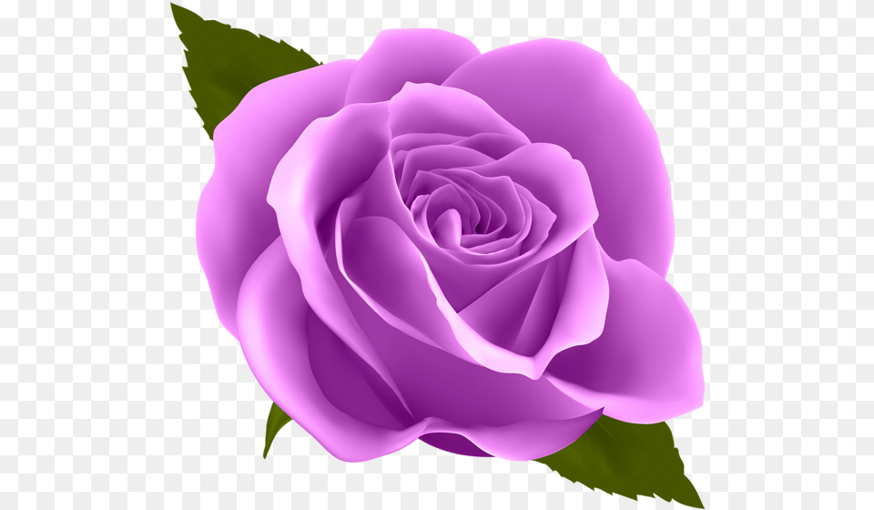 Clip Art Blue Rose, Flower, Plant Free Png Download