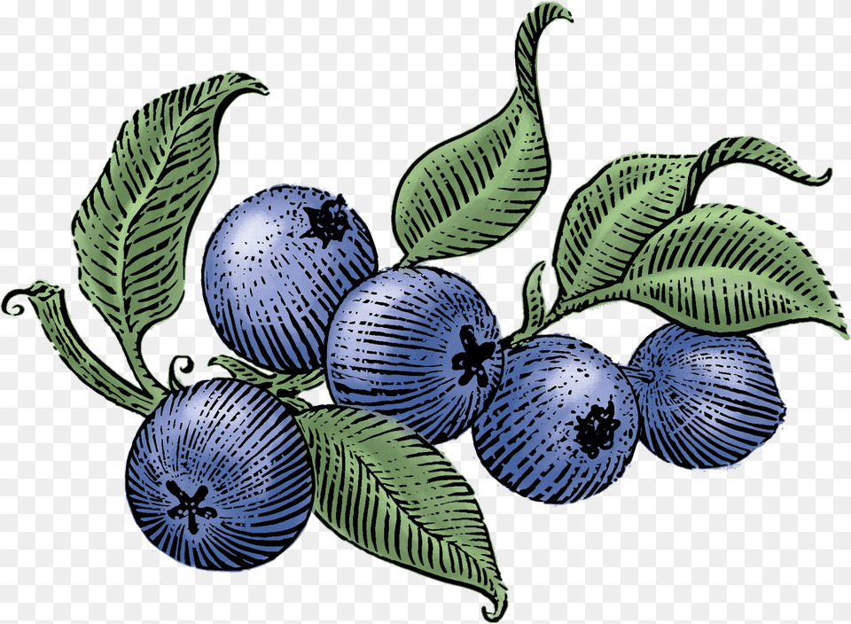 Clip Art Blueberry Photos Siggi39s Blueberry Drinkable Yogurt, Produce, Berry, Food, Fruit Png Image